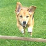 balu-im-sprung
