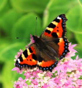 Schmetterling
