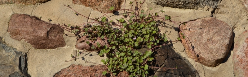 Blümchen wächst an der Mauer