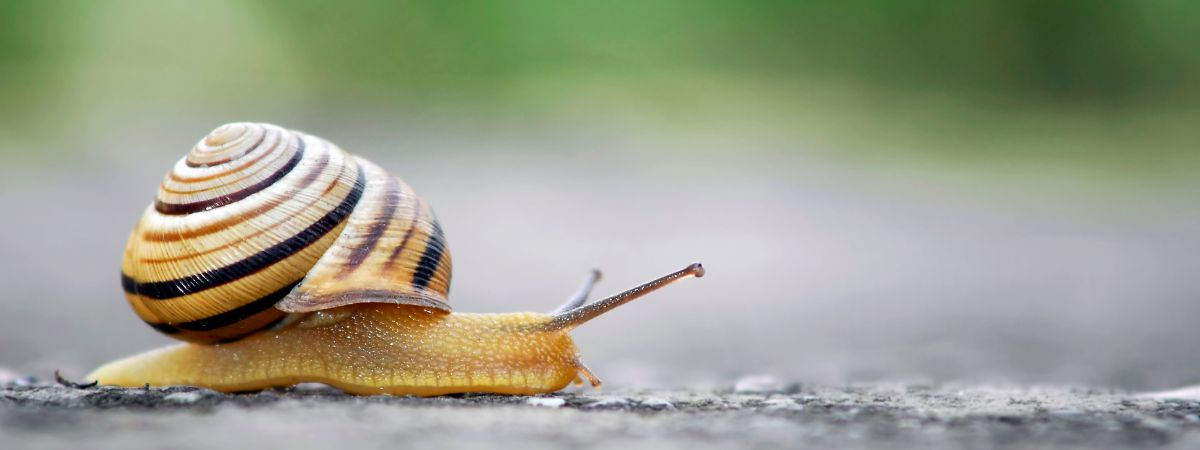 Schnecke