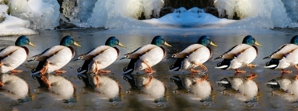 Enten in einer Reihe