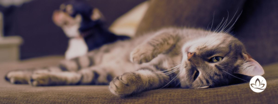Katze mit Bildlogo von bettinaramm.com