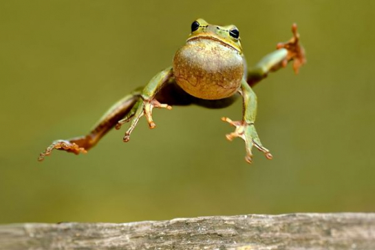 Springender Frosch